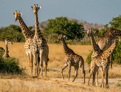Giraffes2.jpg