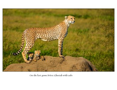 Cheetah w Cubs.jpg