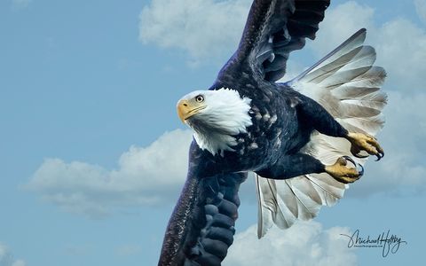 Eagle Closeup-Final.jpg