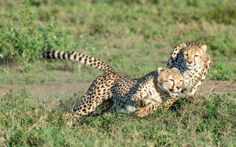 Cheetahs Playing.jpg