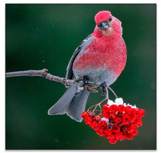 SONGBIRDS 4 Horiz.jpg