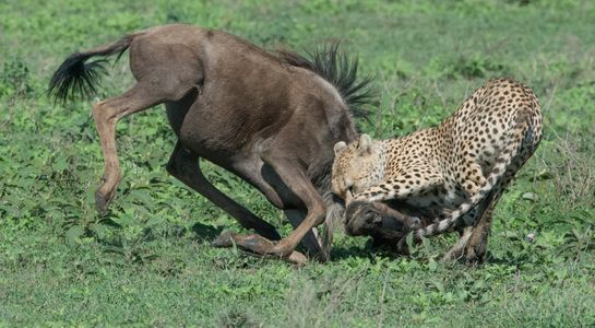 Cheetah Kill.jpg