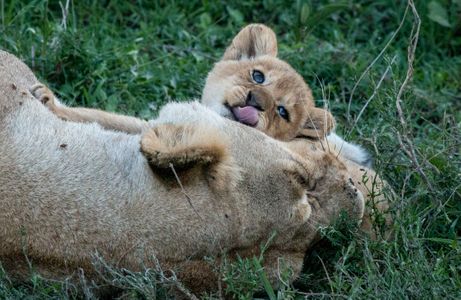 Baby Lion 2.jpg