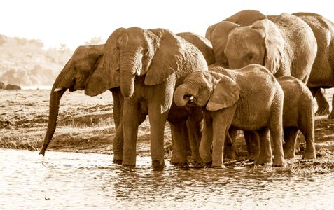 Elephants Sepia.jpg