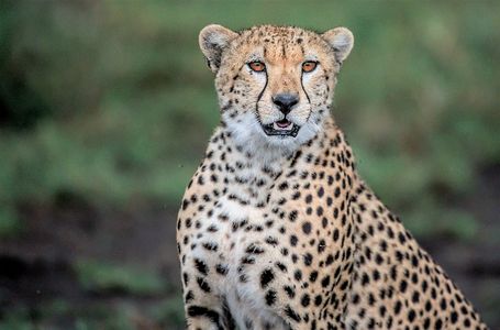 Cheetah Close Up.jpg