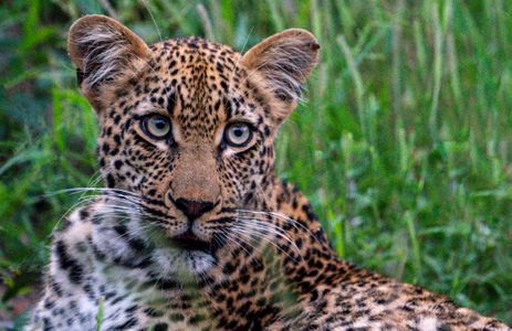 Leopard Face.jpg