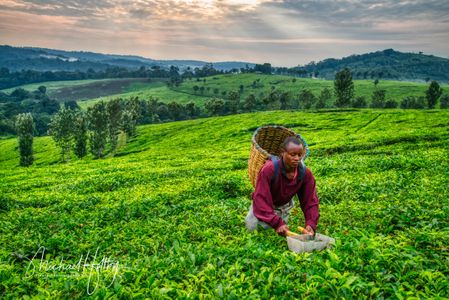 Tea Harvest.jpg