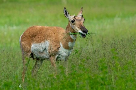 Antelope Grass.jpg