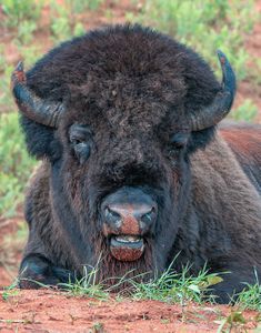 Bull Buffalo.jpg