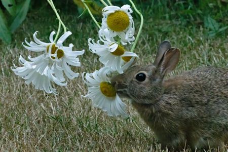 Bunny & Flower.jpg