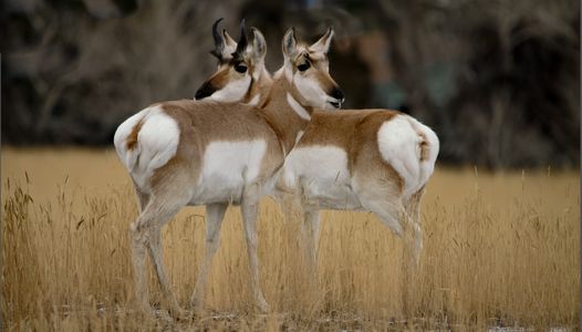 Antelope 2.jpg