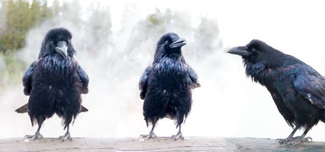 3 Ravens.jpg