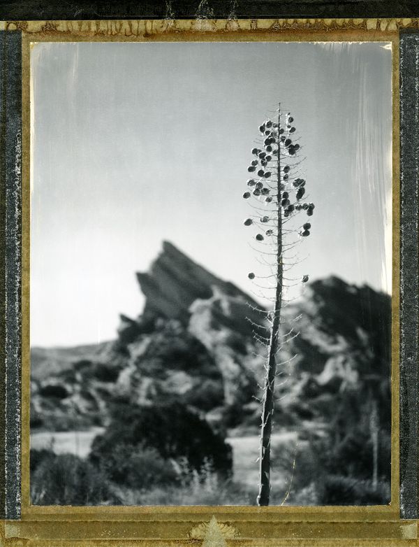 Yucca, VasquezRocks