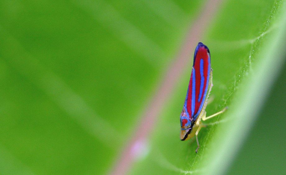Scarlet-and-green Leafhopper