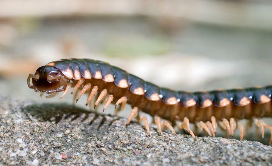 Polydesmid millipede (Sigmoria sp.)
