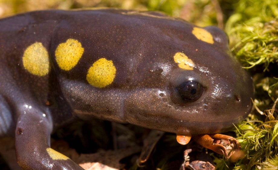 Spotted Salamander