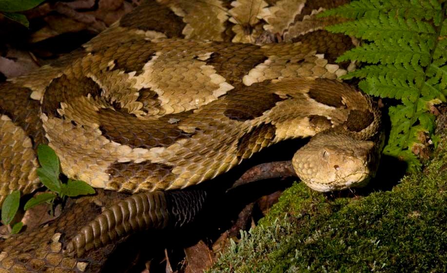 Timber Rattlesnake