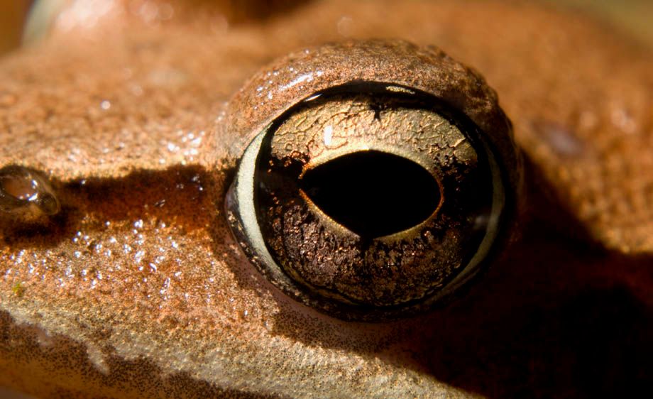 Eastern Wood Frog