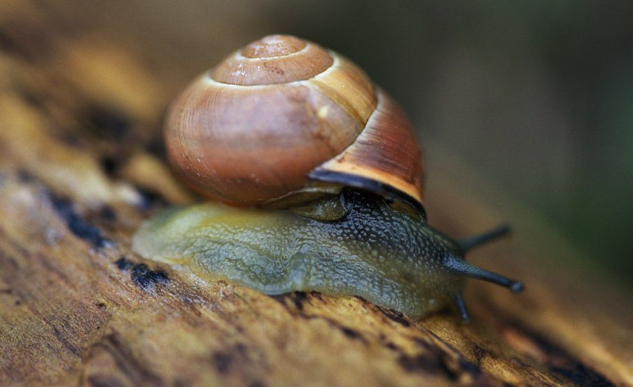 Brown Lipped Snail