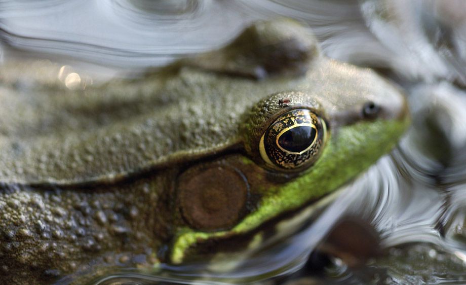Green Frog (Rana clamitans)
