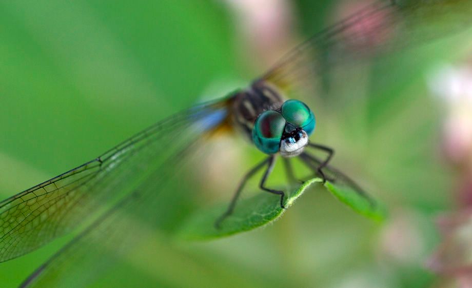 Male Swift Long-winged Skimmer