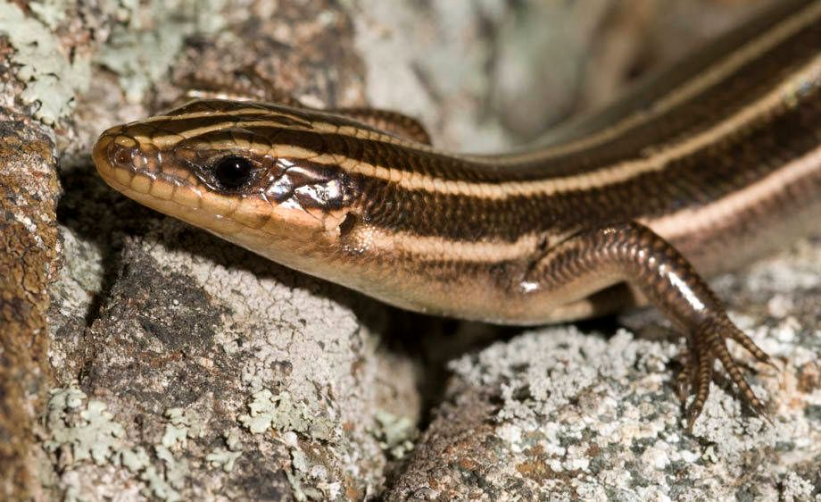Five-lined Skink
