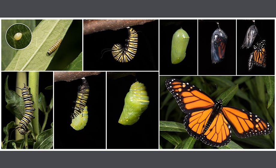 Monarch Pupating Horlivebooks2.jpg
