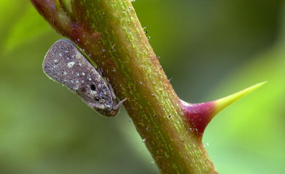 Citrus Flatid Planthopper