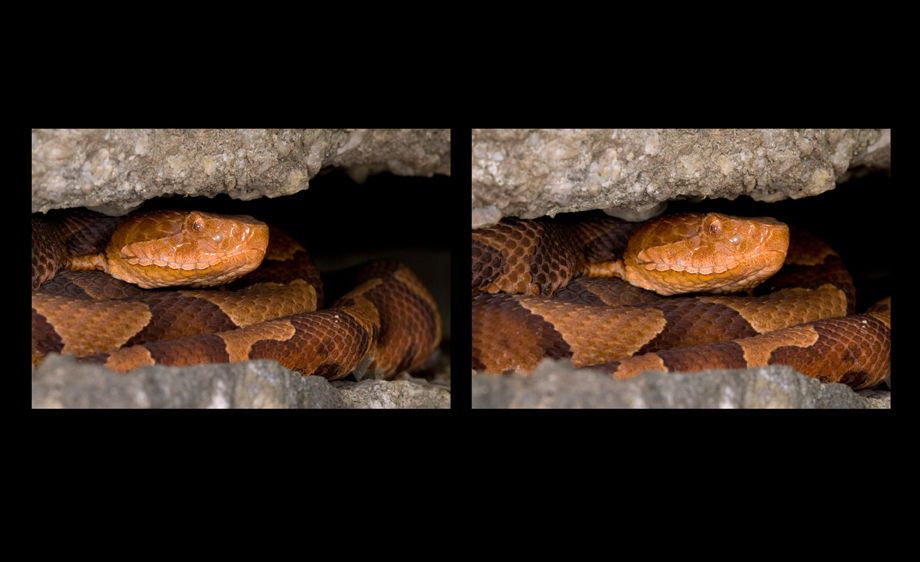 Northern Copperhead