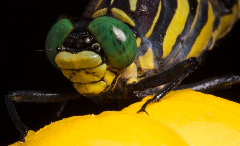 Dragonhunter (Hagenius brevistylus)