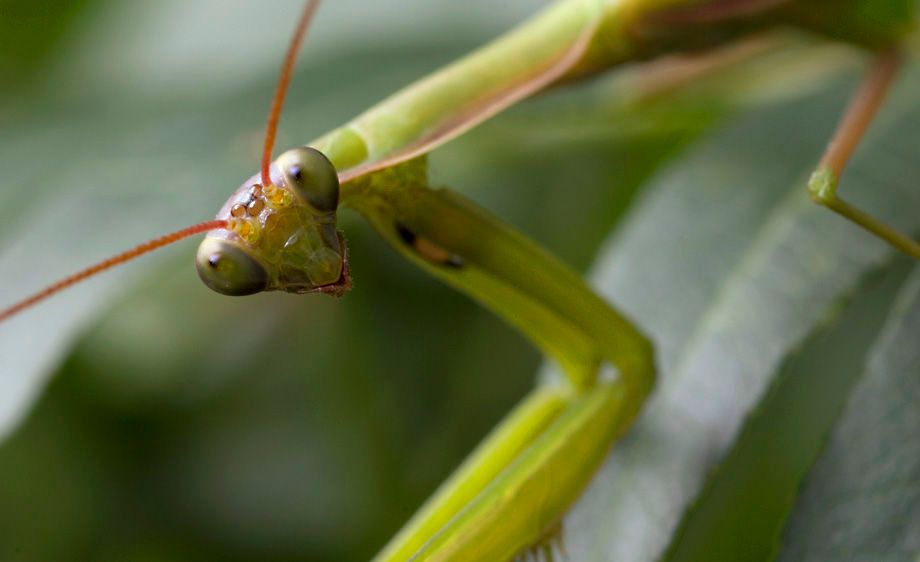 European Praying Mantis (Mantis religiosa)