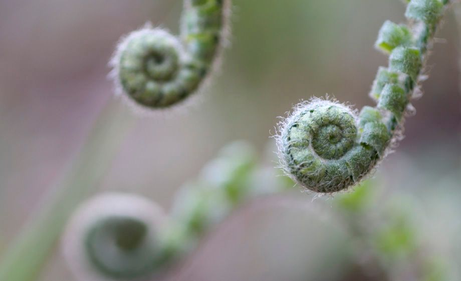 Fiddleheads