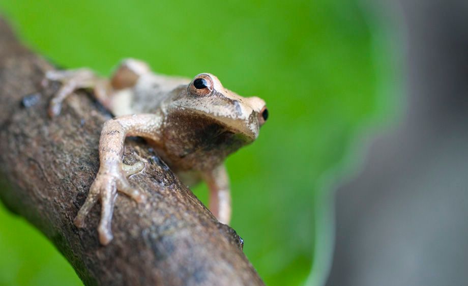 Northern Spring Peeper