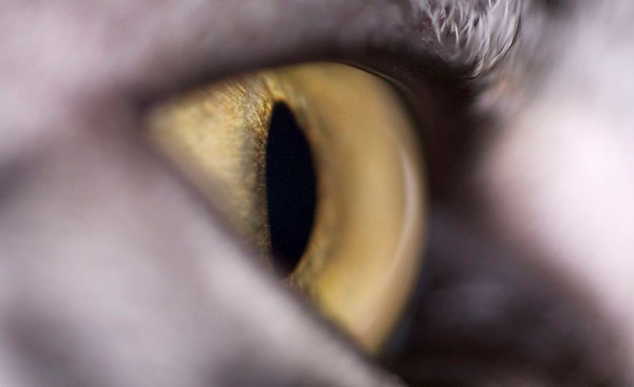 Cat Eye