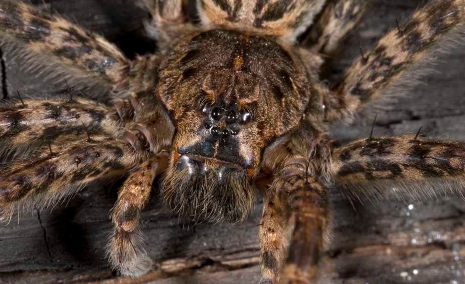 Female Dark Fishing Spider (Dolomeses tenebrosus)