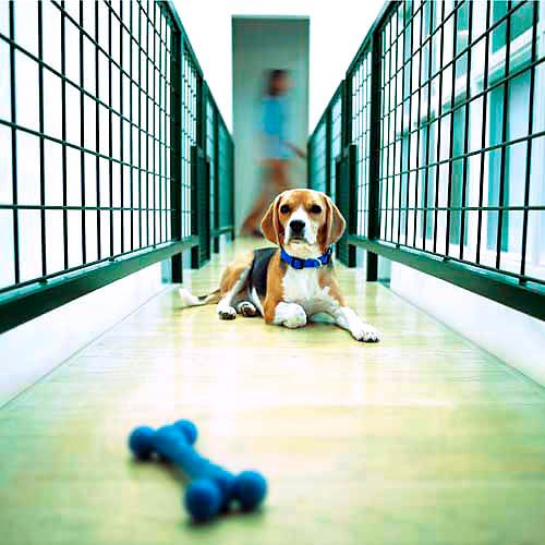 Metlife/Bennet Kuhn Varner/Direct Mail