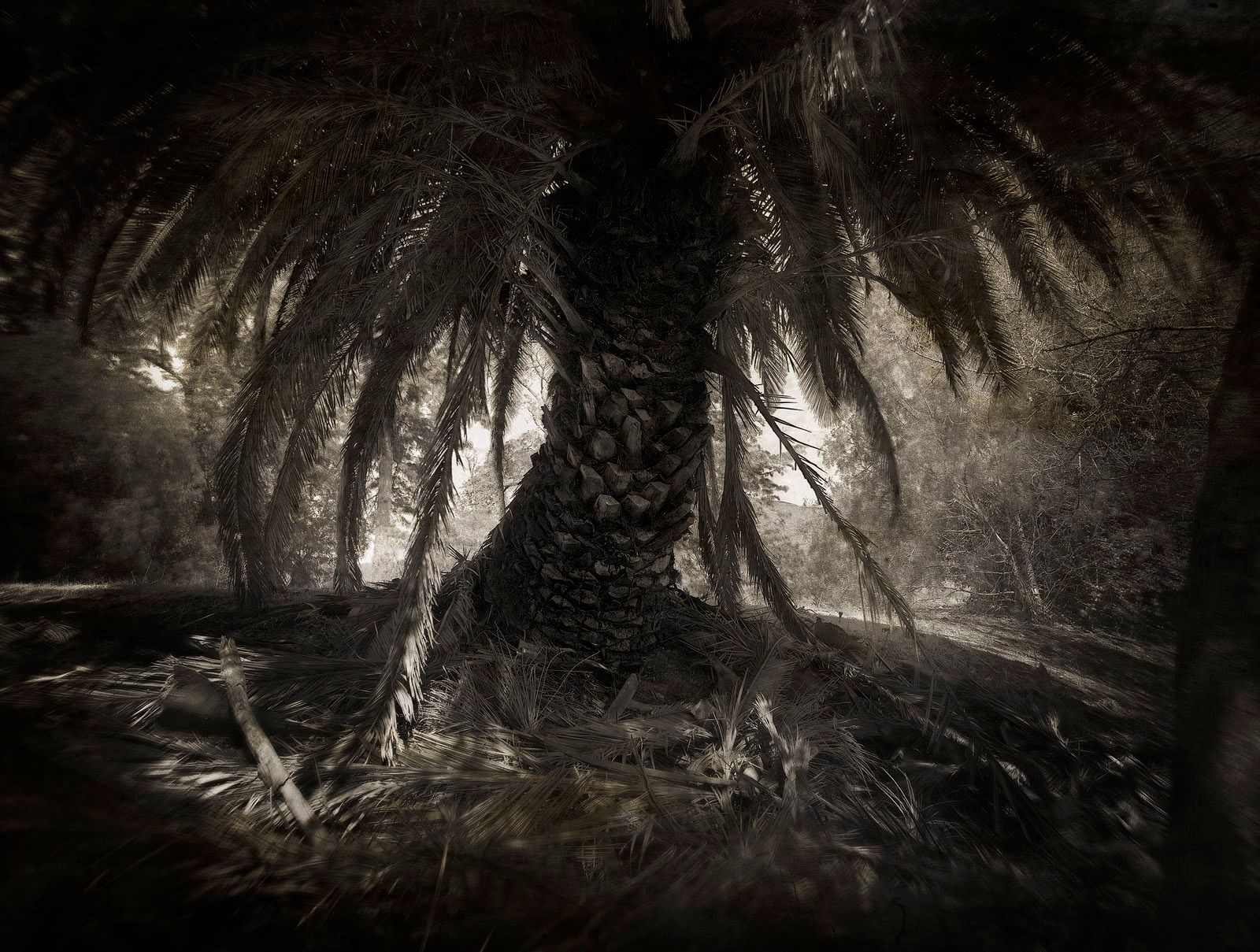 1strange_palm_flatprint_favef_pss