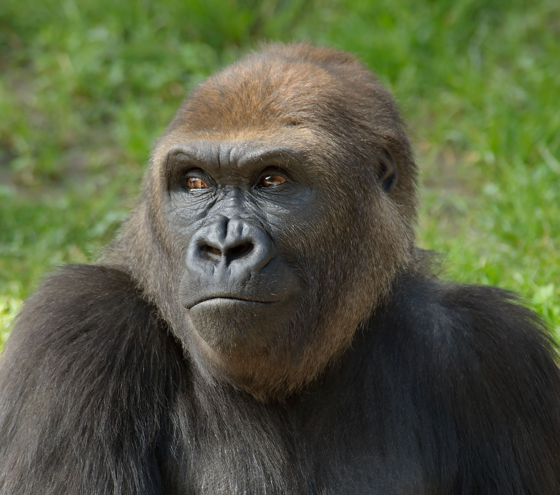 Gorilla 1 sRGB.jpg