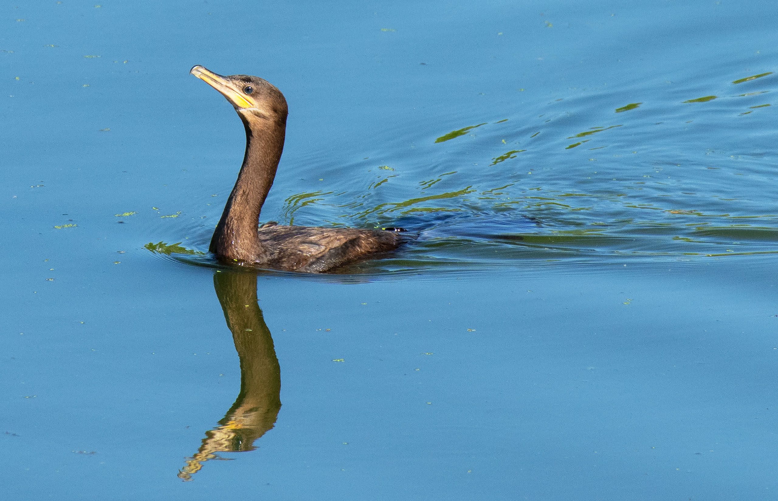 Cormorant 1