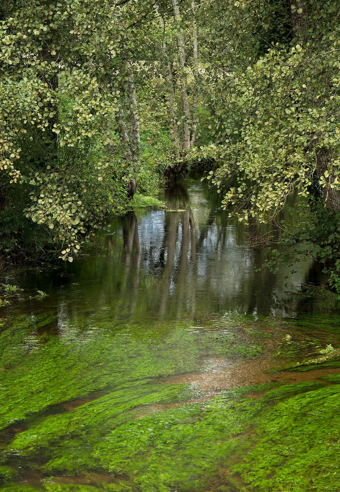 Stream with moss