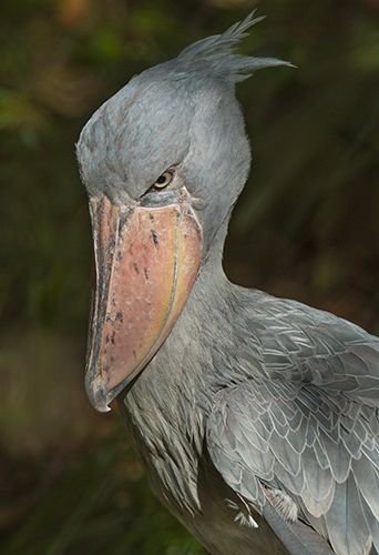 Shoebill Stork 1 sRGB.jpg