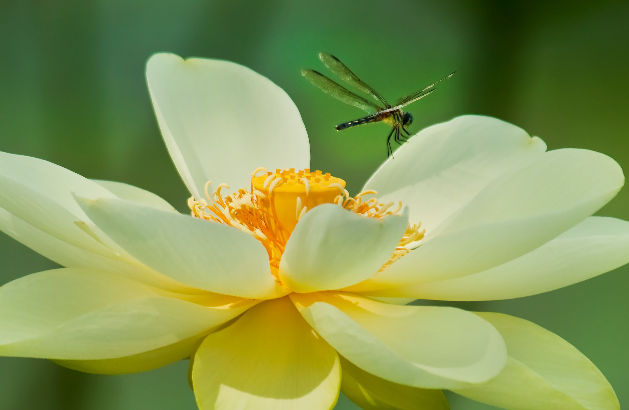 Lotus dragonfly 1.2