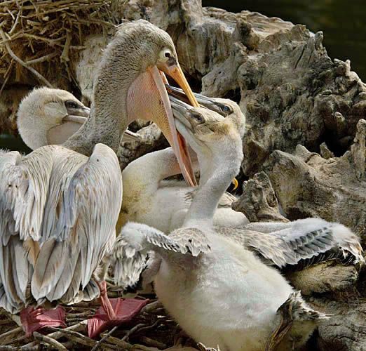 Pink-backed pelicans 4 sRGB.jpg