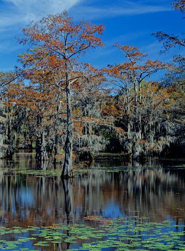 Caddo Lake 5