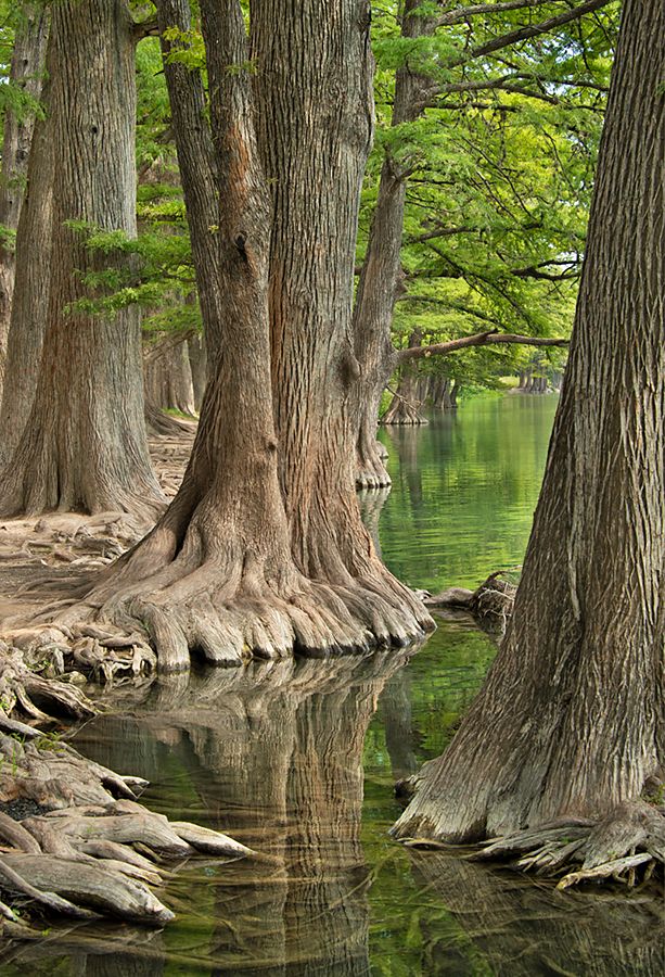 Frio River Cypresses