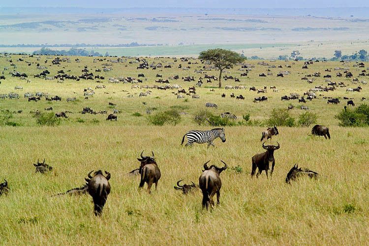 wildlife (africa) - Bruce Glass