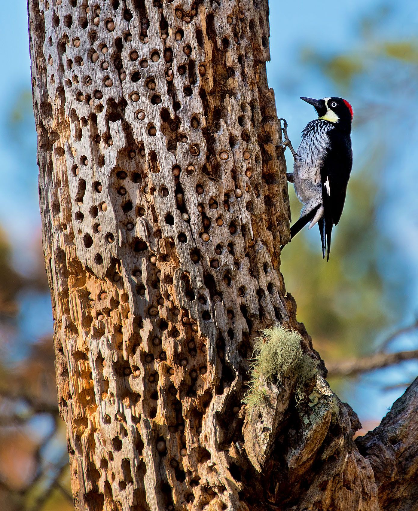 Acorn Woodpecker 1.3