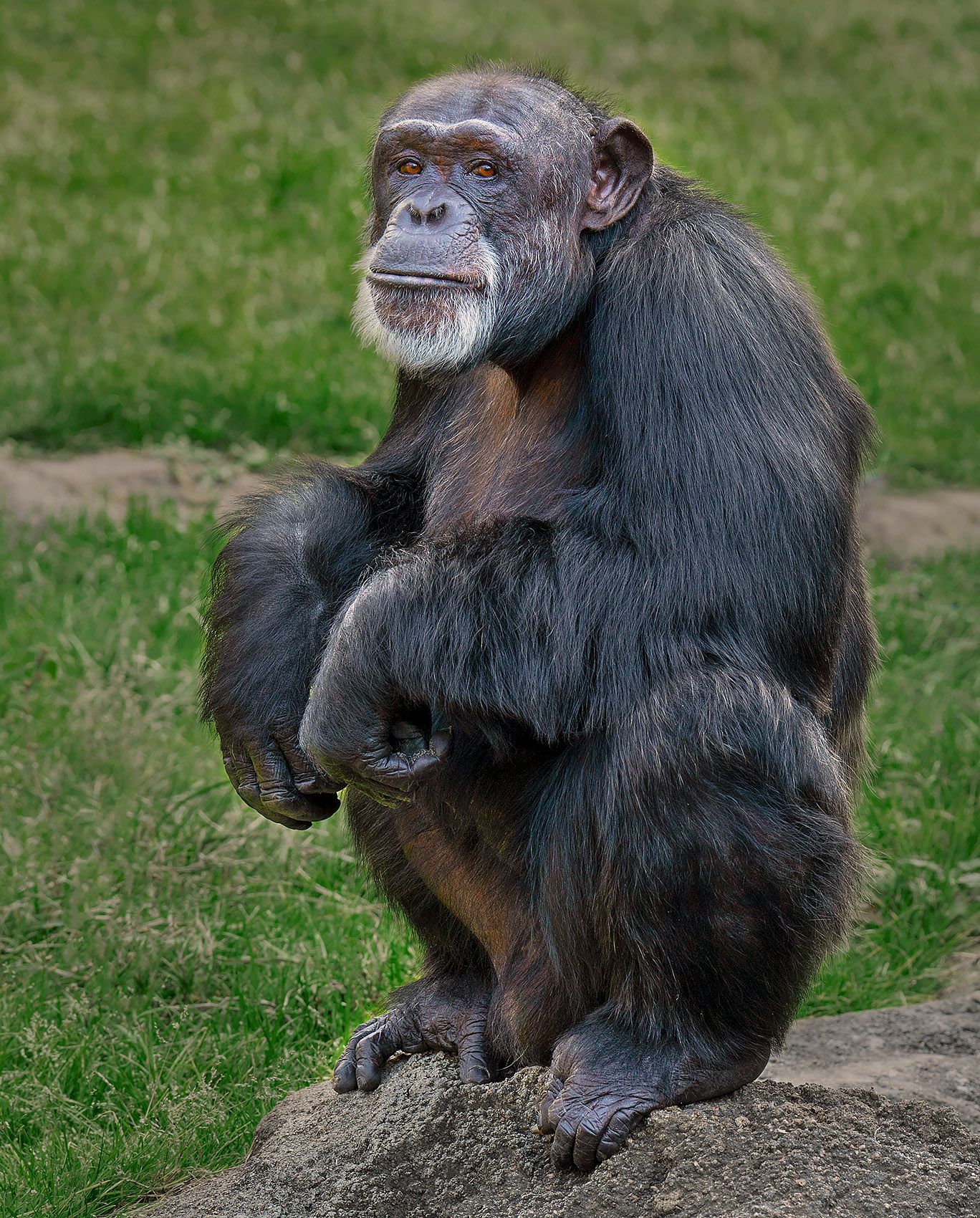 Chimpanzee 3.2