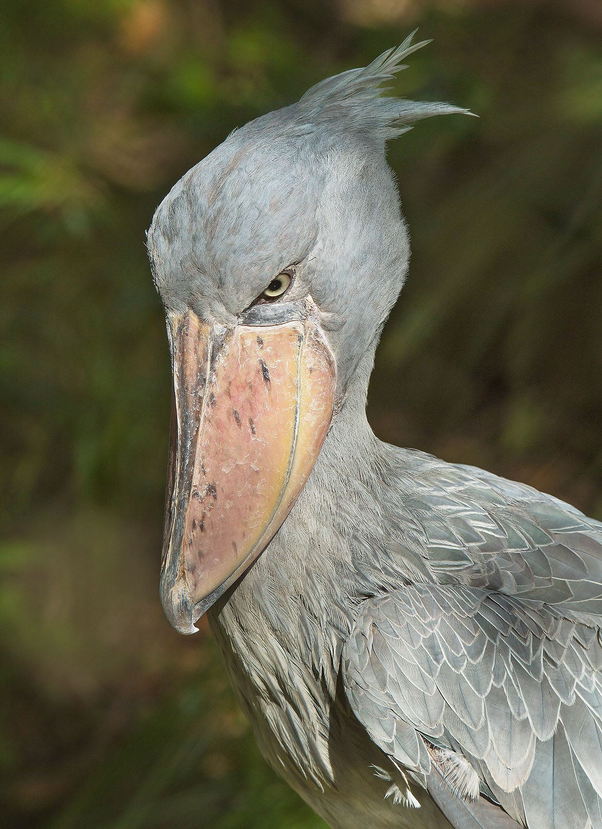Shoebill Stork 1 sRGB.jpg