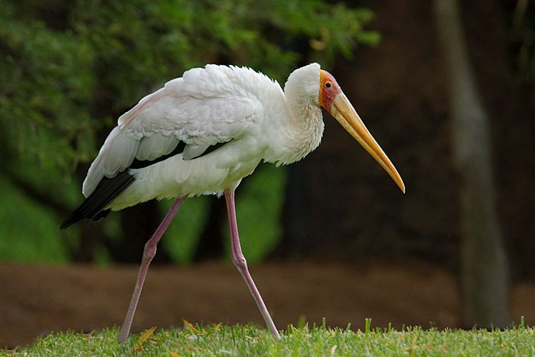 Yellow-billed Stork sRGB.jpg